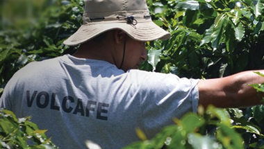 Volcafe partners with dss+
